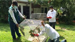 Rescatan a 13 aves de la fauna silvestre que se encontraban encerrados en una jaula en Piura