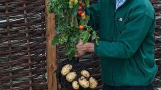 TomTato, la planta que arriba da tomates y abajo produce papas