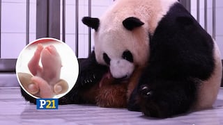 Nacen pandas gigantes gemelas por primera vez en Corea del Sur