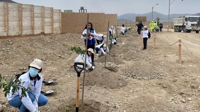 Innova Ambiental y Serpar se juntan para plantar árboles en Lurín 