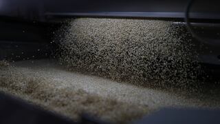 Productores de quinua en Apurímac lograrán exportar 22 toneladas a Alemania