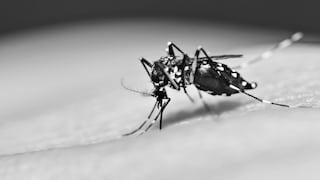 Reportan el tercer caso de muerte por dengue en Piura