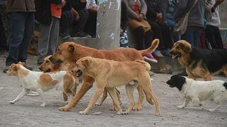 Aumentan a 18 los casos de rabia canina en menos de dos meses en Arequipa