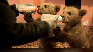 Bradley y Cooper, dos osos bebés, son entrenados para regresar a su habitad natural [VIDEO]