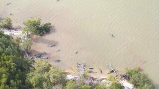 Más de 80 delfines murieron varados en la costa de Florida en Estados Unidos