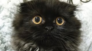 Instagram: Conoce a Gimo, el gato que se volvió famoso por sus grandes ojos