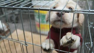 Cercado de Lima: Rescatan a más de 200 mascotas enfermas