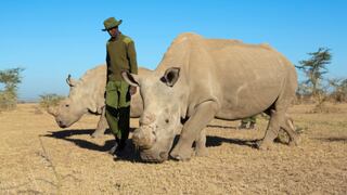 ¡Conmoción! El último rinoceronte blanco del norte macho murió en una reserva natural en Kenia