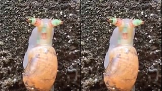 El terrible parásito que convierte en ‘zombie’ a los caracoles y los obliga a cometer suicidio [VIDEO]