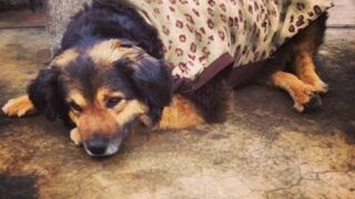 'Perrovaca', la mascota más querida de San Marcos, murió esta tarde