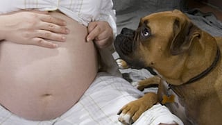 Los perros pueden servir de ayuda a las embarazadas