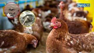 Lambayeque: Senasa reporta el primer contagio de gripe aviar en aves domésticas