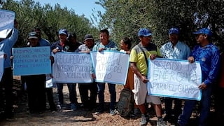 Tacna: Olivicultores piden que se declare en emergencia producción de olivo por dramática caída