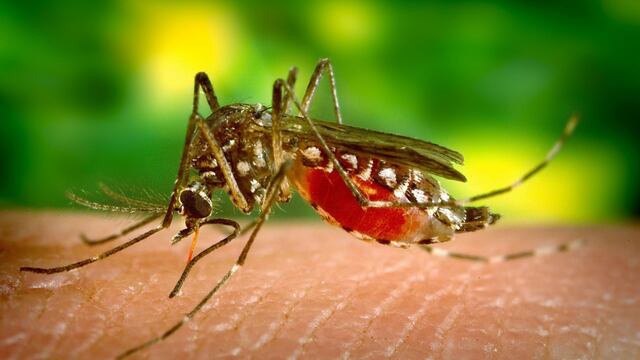 Alarma por dengue: 20 regiones serán declaradas en emergencia sanitaria