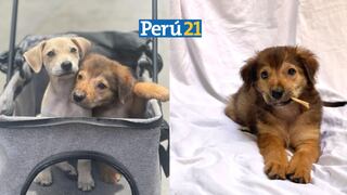 Campaña de adopción de perritos y gatitos rescatados totalmente vacunados, desparasitados y con antipulgas