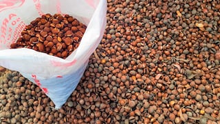 Investigadores de PUCP extraen aceite y elaboran resina biodegradable con semillas de lúcuma