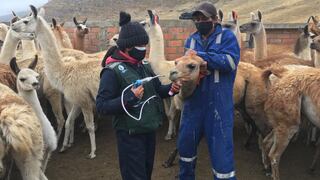 Junín: Productores de 7 distritos recibirán kits veterinarios para proteger a ganados ante heladas 
