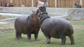 Bonitos y gorditos: Conoce a la familia hipopótamos del Parque de las Leyendas 