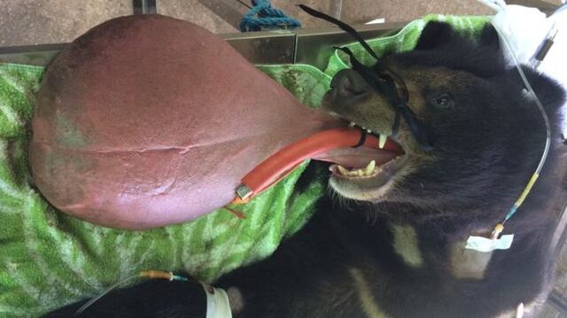 Nyan htoo, el oso que se salvó de morir tras 'mutación' en su lengua que llegó a pesar 3 kilos [FOTOS]