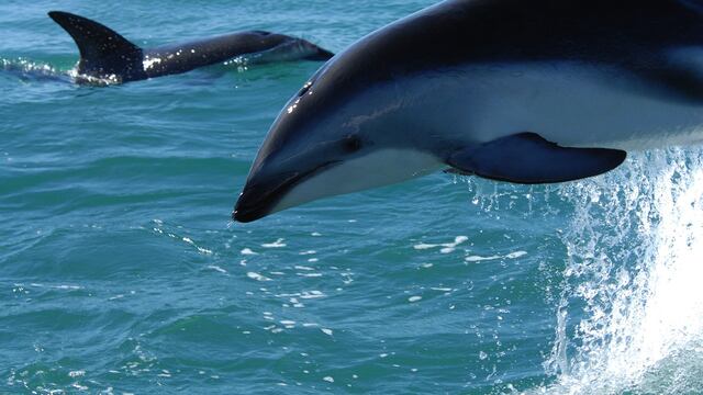 Delfines, cormoranes y rayas: son las especies en peligro que son atrapadas por las redes de pesca