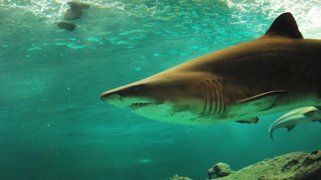 Asombro entre los científicos: nace un tiburón dentro de tanque donde solo viven hembras