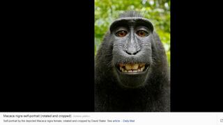 Wikipedia se niega a borrar ‘selfie’ de un primate porque este es su autor