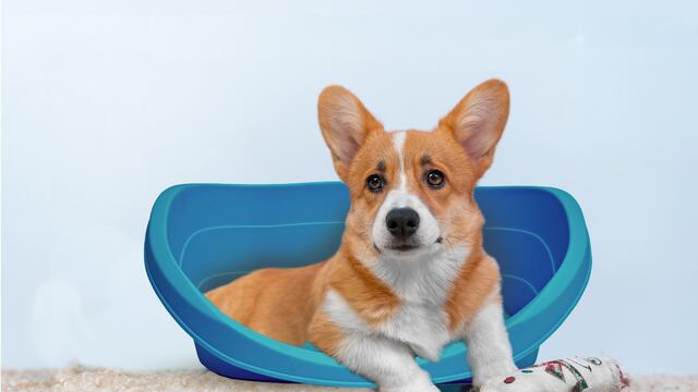 Día del Perro: 5 accesorios indispensables para regalarle a tu mascota