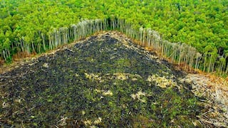 PERUMIN: Relanzan campaña por la conservación de la Amazonía ante debate por minería ilegal