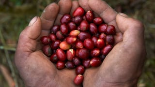 El reto de convertir al café en el primer commodity verde del mundo