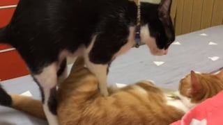 El llamativo momento en que un gato le hace ‘masajes’ a su amigo felino
