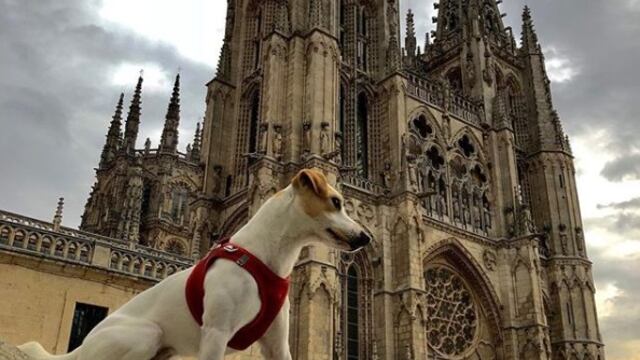 Pipper, el primer perro 'influencer' que cautiva las redes sociales | FOTOS