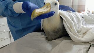 Albatros de las Galápagos es rescatado y recibe todos los cuidados en el Parque de las Leyendas