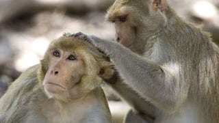 Universidad de Oxford anunció que su vacuna contra el coronavirus funcionó exitosamente en monos [VIDEO]
