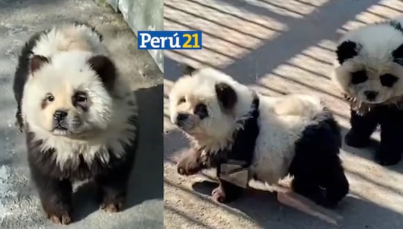 Las mascotas teñidas provocaron una ola de críticas contra el zoológico de Taizhou. (Foto: Difusión).