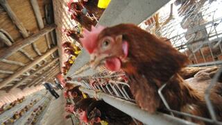Asociación Peruana de Avicultura se pronuncia tras casos de gripe aviar en aves migratorias