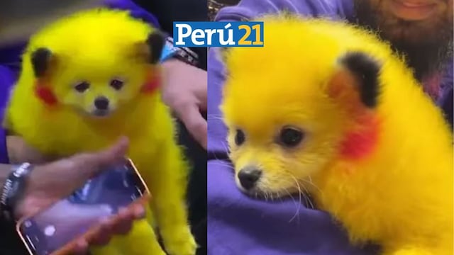 ¡Maltrato animal! Irresponsable sujeto pintó a su perro como ‘Pikachu’ en Estados Unidos
