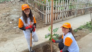 Villa El Salvador: Jornadas de arborización logran plantar más de 200 árboles este año