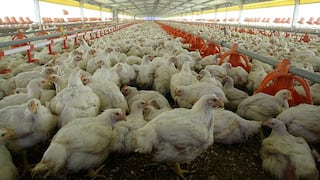 Perú suspende ingreso de aves y huevos de EE.UU. ante riesgo de gripe aviar