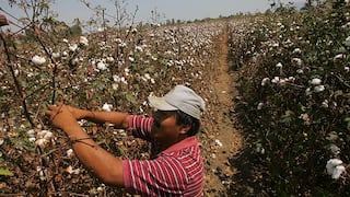 No habrá subsidio al algodón