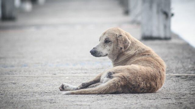 Perú: 6 millones de perros callejeros no están vacunados contra la rabia 