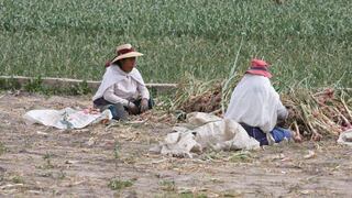 Huaicos no afectaron a la agricultura, aseguró ministro de este sector