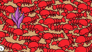 ¿Podrás encontrar a los cangrejos escondidos en tan solo 10 segundos? Ponte a prueba