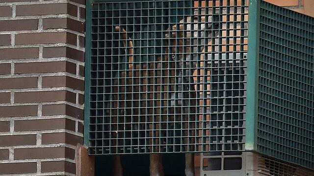 España: 'Excalibur', el perro de la enfermera con ébola, fue sacrificado [Fotos]