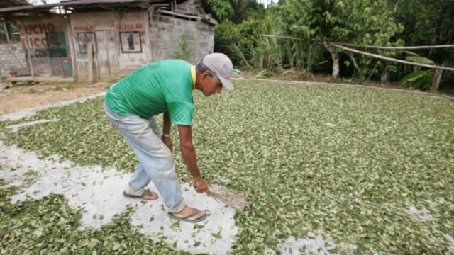 Perú es el primer productor de hoja de coca en el mundo