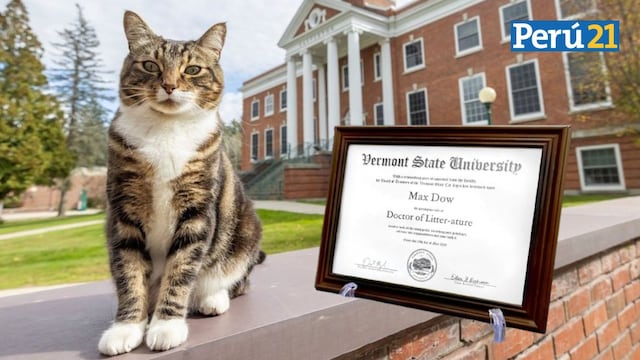 Por primera vez una universidad de EE.UU. otorga título honorífico a un gato | FOTOS 