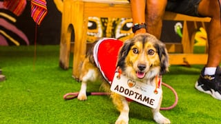 Anímate a tener una mascota: La feria de Barranco presenta desfile de adopciones