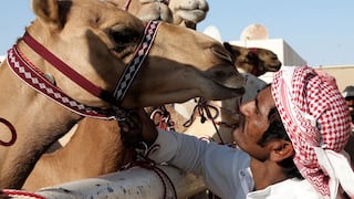 Virus del camello: la peligrosa enfermedad que podría propagarse en la Copa del Mundo Qatar 2022 