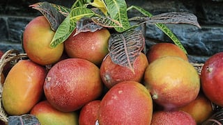 Exportación de mango fresco a Corea del Sur supera los US$12.3 millones a setiembre