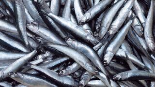 Primera temporada de pesca de anchoveta del 2021 comenzará el 10 de marzo, anuncia Produce