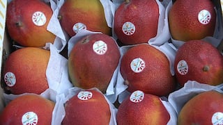 Nuevo de récord de exportaciones de mango